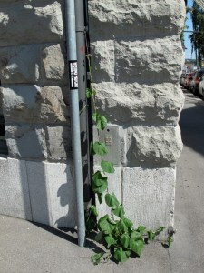 Guerilla Gardening - Mattengasse